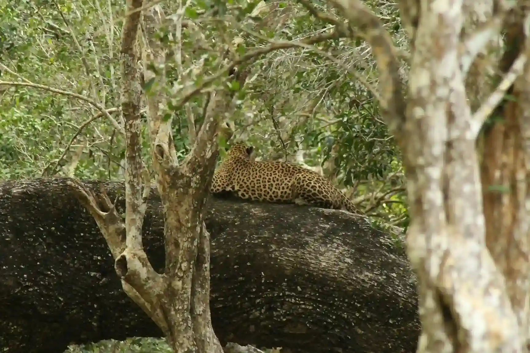 Elephant Safari, Sri Lanka